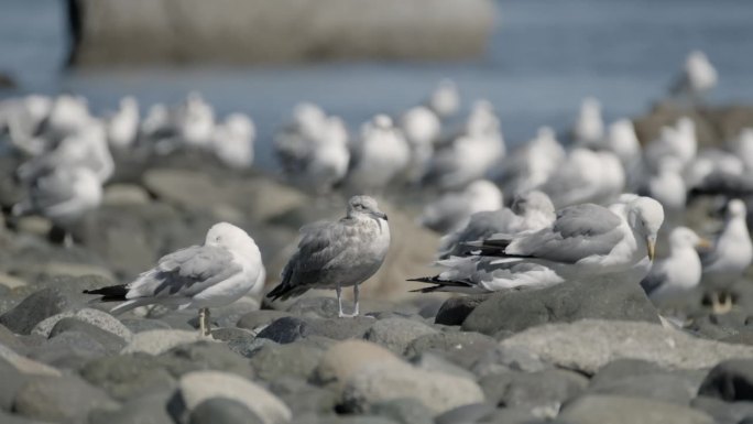 海鸥在岩石海滩的海岸线上