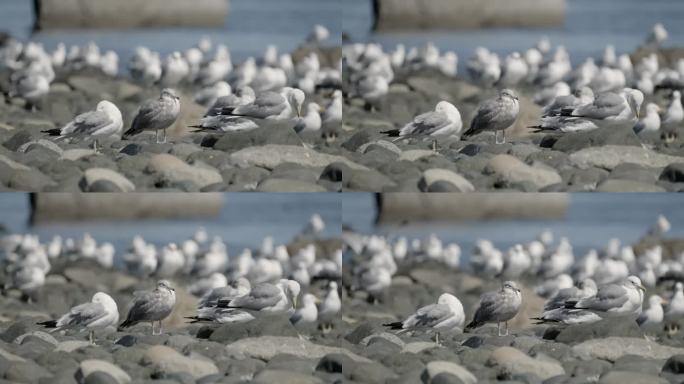 海鸥在岩石海滩的海岸线上