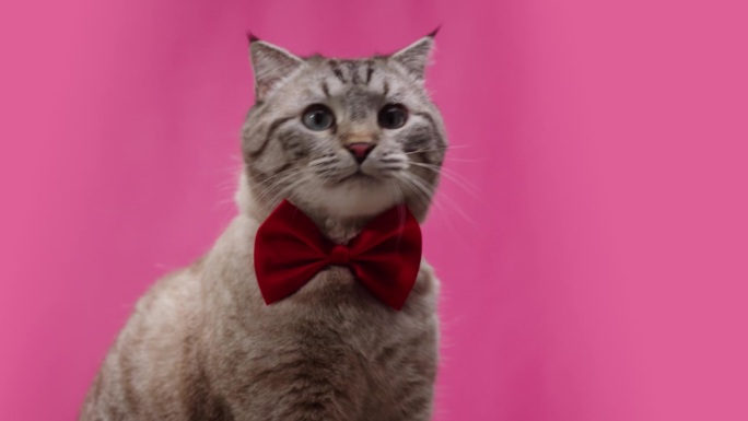 猫在粉红色的背景特写，苏格兰折耳猫舔玻璃。家畜肖像。戴着红色蝴蝶结的灰小猫。毛茸茸的纯种宠物。好朋友