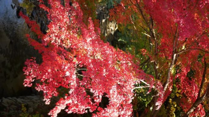在日本阳光明媚的秋日，以自然河流为背景的树枝上微微移动的鲜红橙色枫叶
