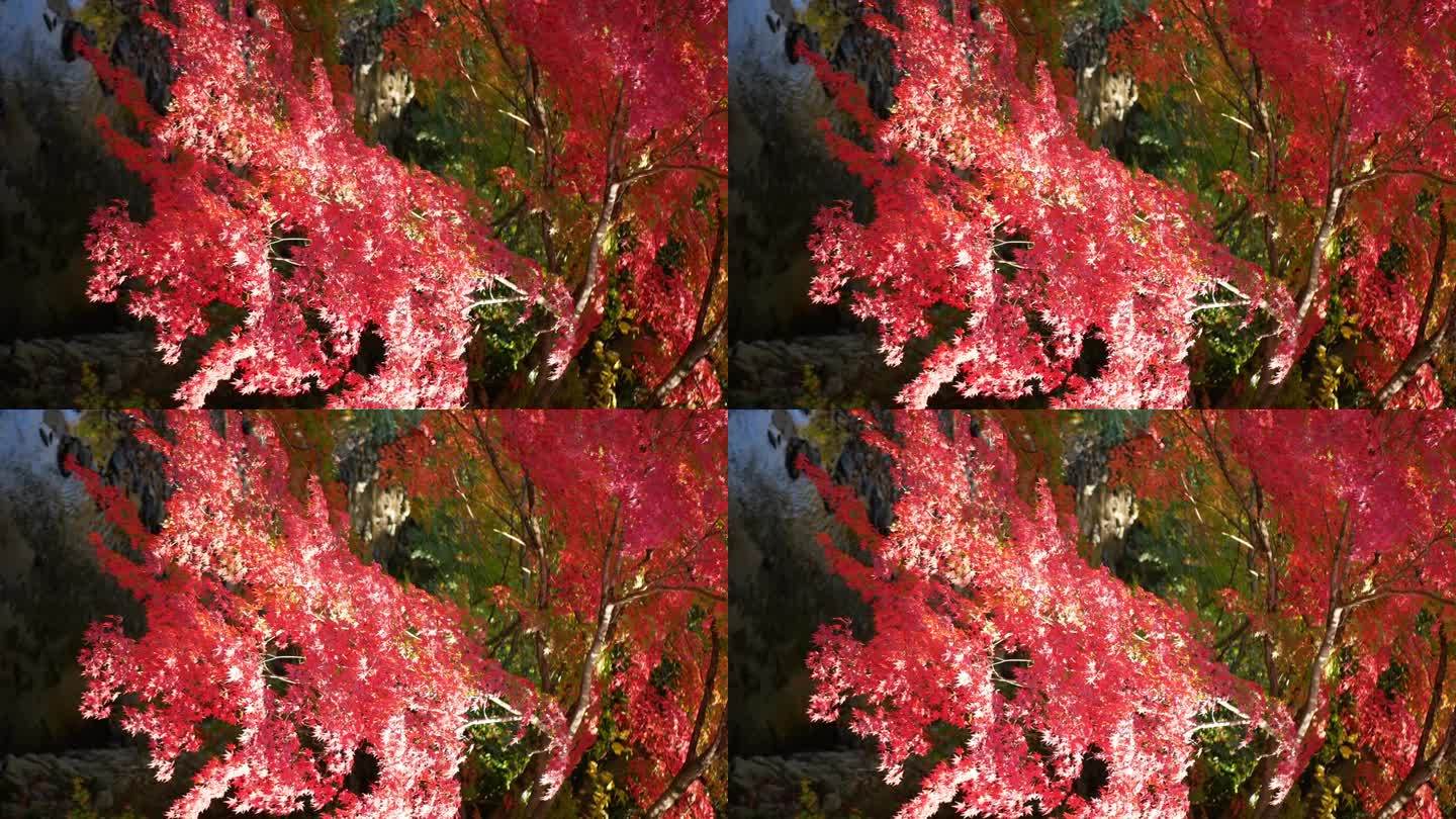 在日本阳光明媚的秋日，以自然河流为背景的树枝上微微移动的鲜红橙色枫叶