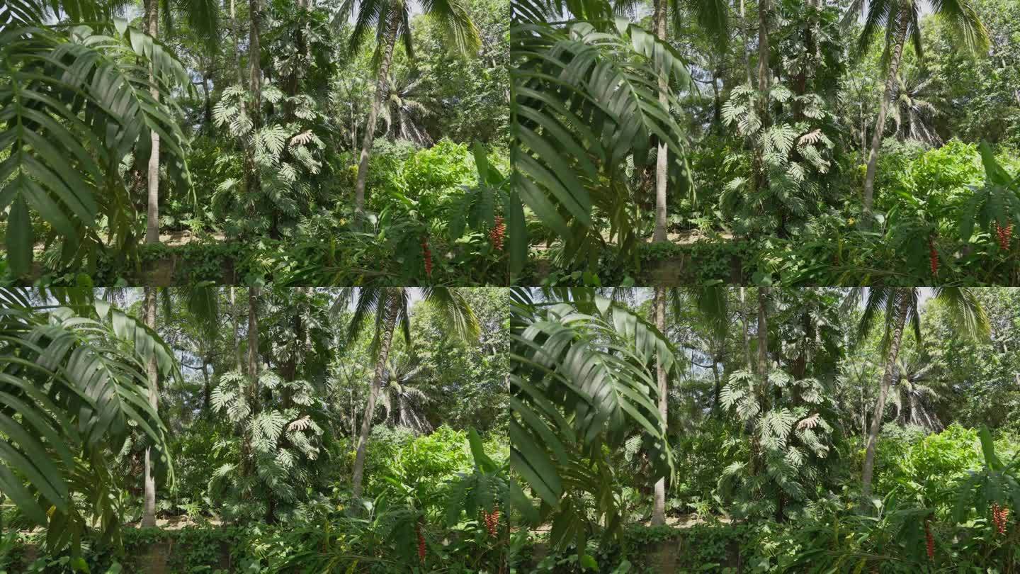 热带植物龟背