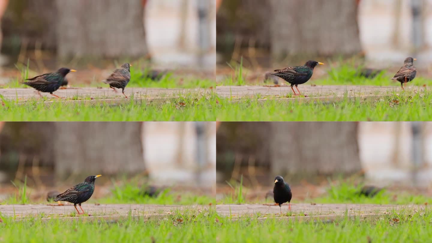 野生森林鸟，普通的八哥在春天的草地上寻找虫子。野生动物。鸟儿在觅食。一只鸟赶走了另一只鸟