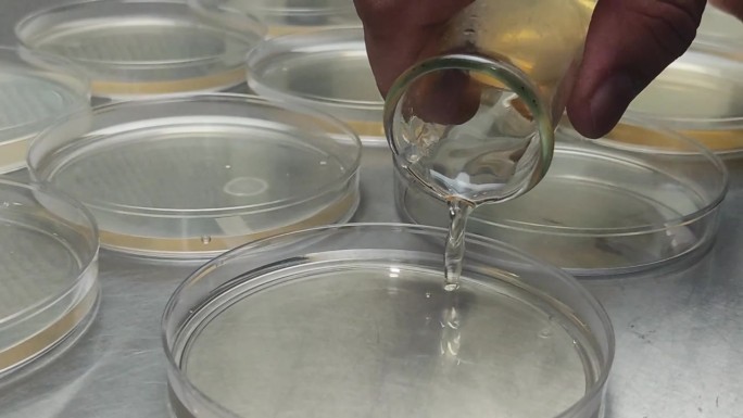 实验室技术员将大肠杆菌倒入研究实验室的培养皿中的特写
