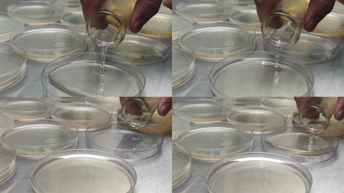 实验室技术员将大肠杆菌倒入研究实验室的培养皿中的特写