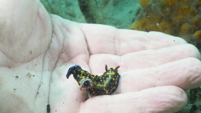 一位海洋科学家在深海中轻轻地拿着一只海洋生物裸鳃。独特的观点