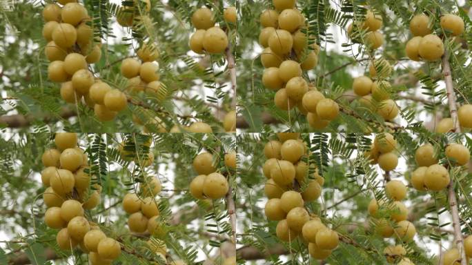 树上的水果，近距离观察印度醋栗，药用水果