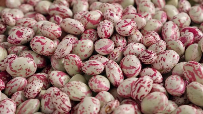 蔓越莓bean。新鲜的有机博洛蒂豆种子在转盘上旋转。时尚的现代美食背景。红色的颜色。创意美食视频。杂