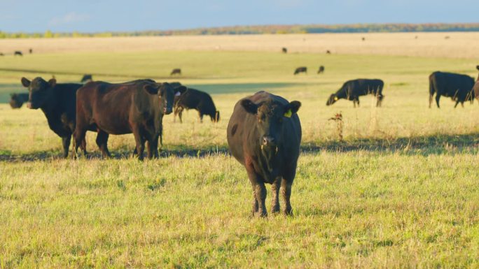 黑牛在牧场吃草。动物与自然的概念。黑牛在乡下吃草。静态视图。