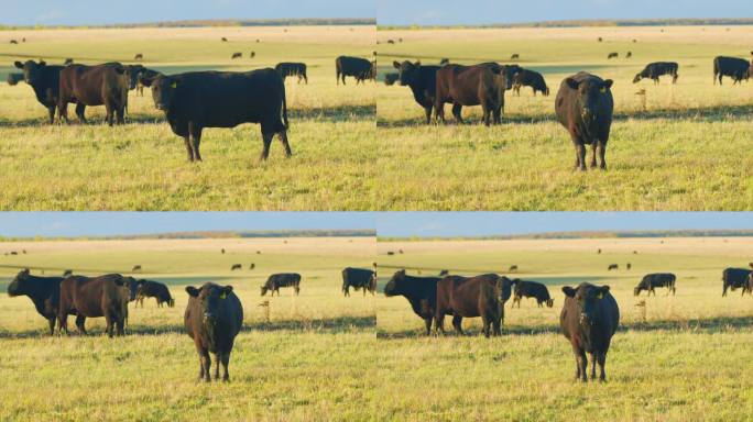 黑牛在牧场吃草。动物与自然的概念。黑牛在乡下吃草。静态视图。