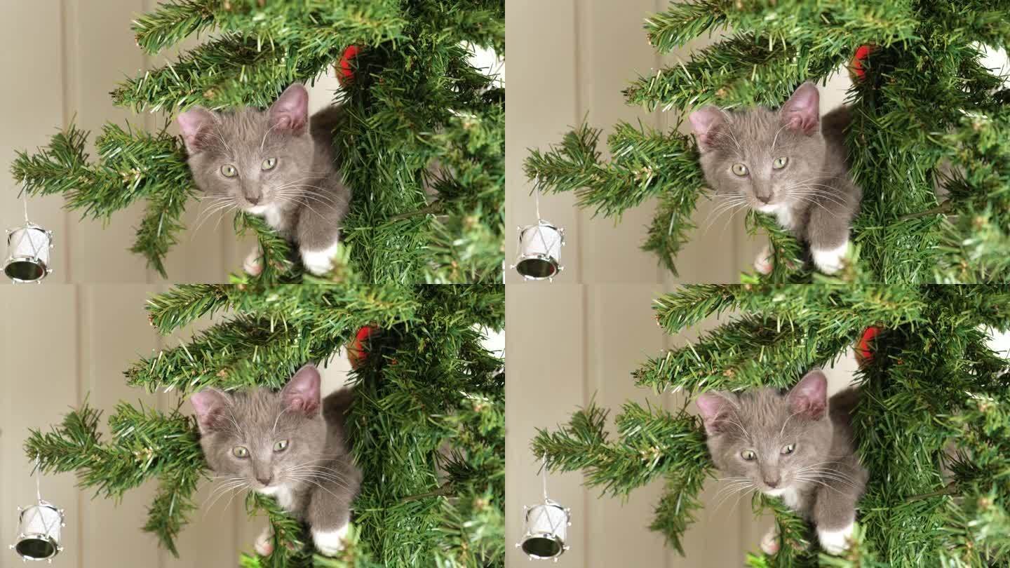 好奇的小灰猫在玩圣诞树。小猫咪爬上装饰节日的冷杉树。庆祝新年。宠物的趣事。节日期间的家畜