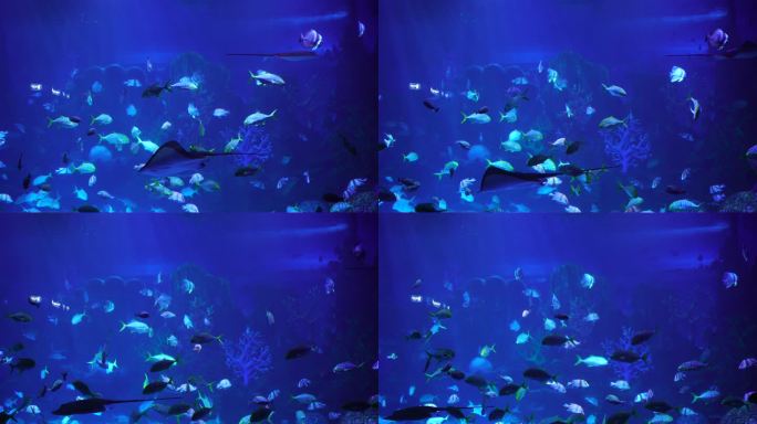 海底世界海洋鱼群生物特写