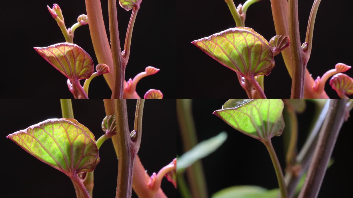 甘薯或甘薯(Ipomoea batatas)生长的叶子