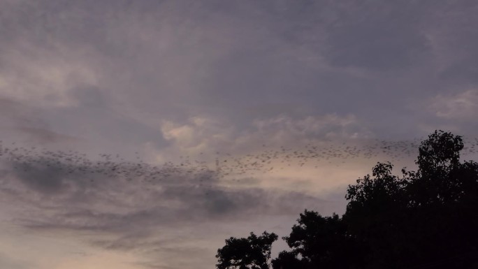 蝙蝠从洞穴飞向天空。