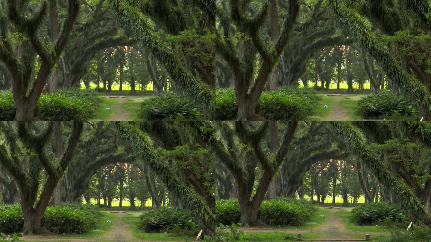 印尼东爪哇Banyuwangi的De Djawatan森林里美丽的绿树。