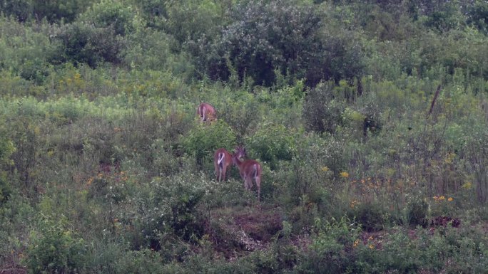 一些一岁的白尾鹿在深夜的鲜花盛开的田野里。