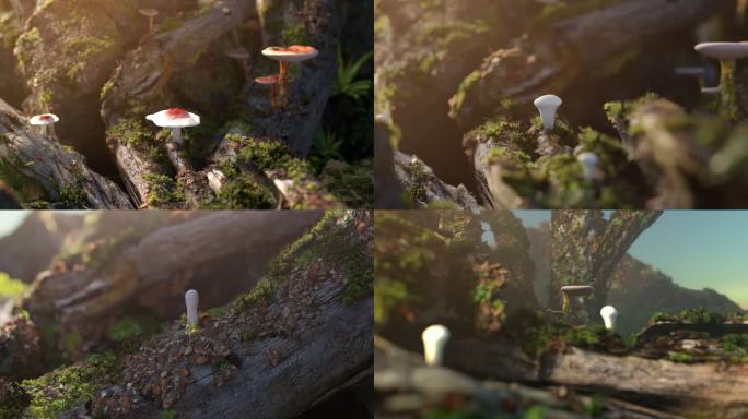 蘑菇生长植物生长动画灵芝生长