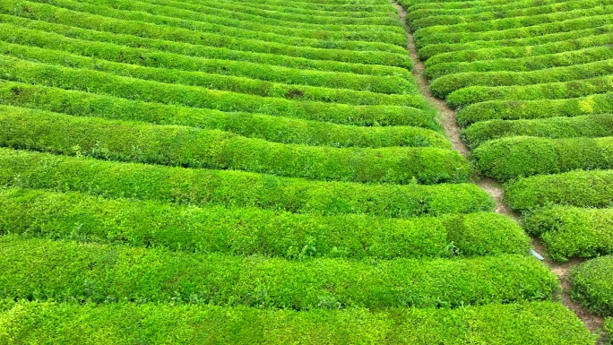 台地茶航拍