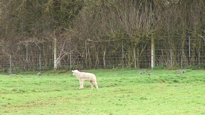 春天的羔羊在英国的田野里看鸽子