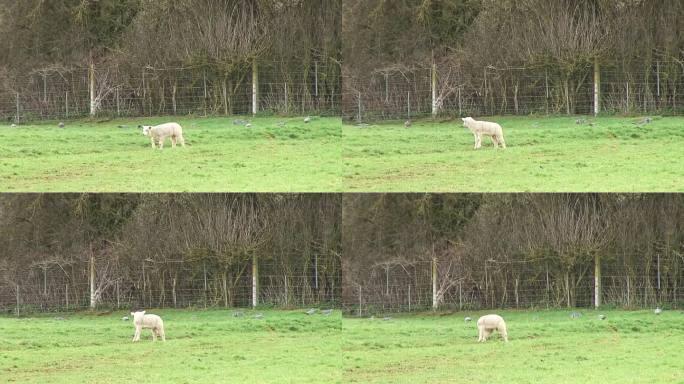 春天的羔羊在英国的田野里看鸽子