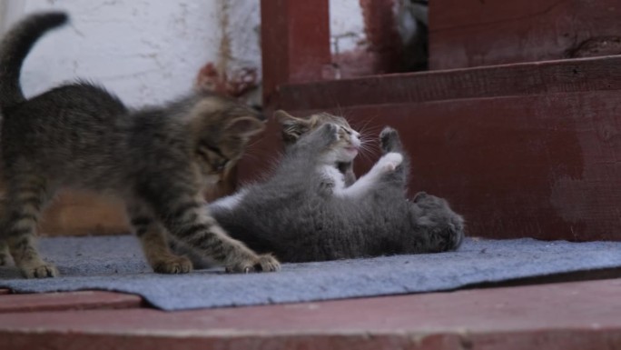 三只无家可归的小猫在木台阶上玩耍