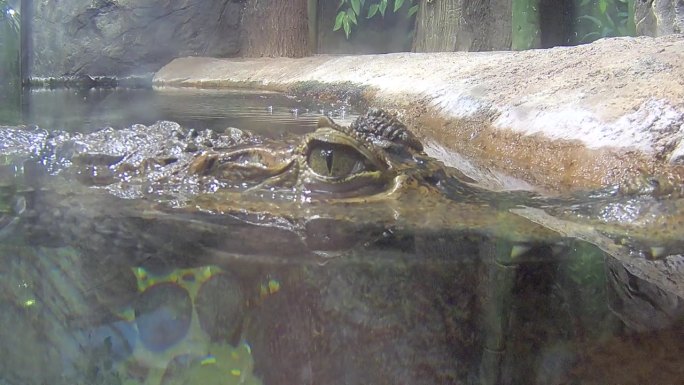 爬行动物鳄鱼在水中