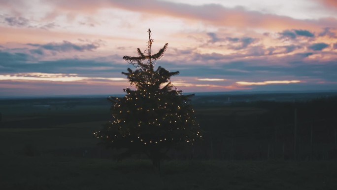 日落时分，乡村葡萄园上方的小山上，圣诞树上的串灯
