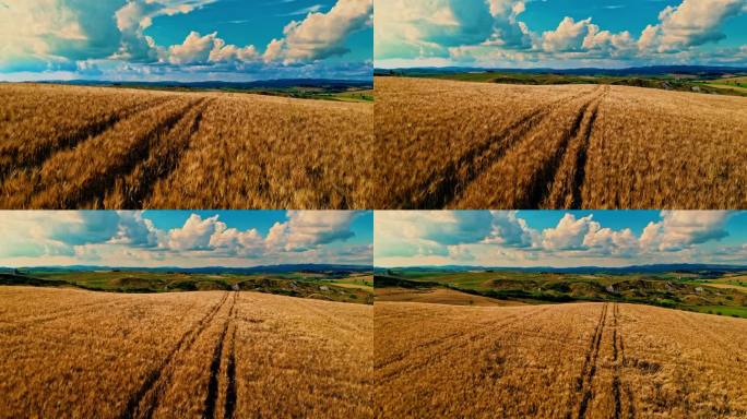 无人机的视角田园诗般的，金色的小麦作物在阳光明媚的景观