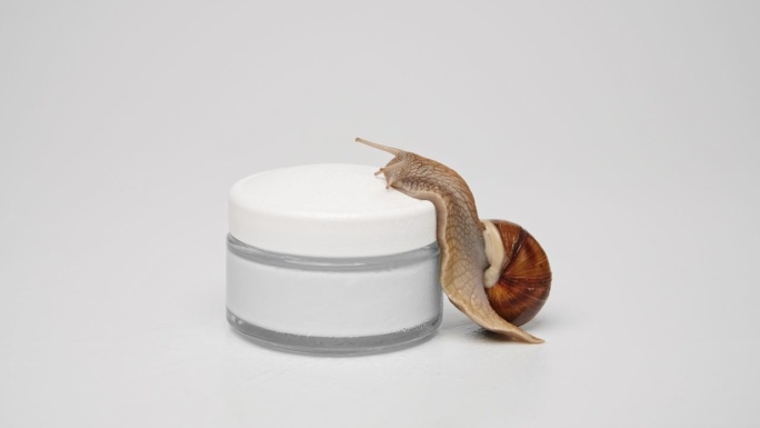 一罐化妆霜上的蜗牛。爬在罐子的盖子上。