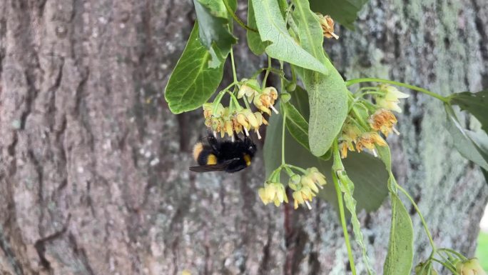 一只大黄蜂正在吃一棵银酸橙树的花
