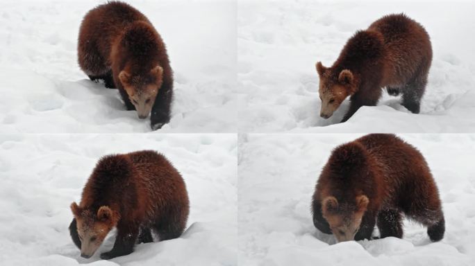 一只小灰熊(Ursus arctos恐怖片)在雪地上行走的罕见镜头