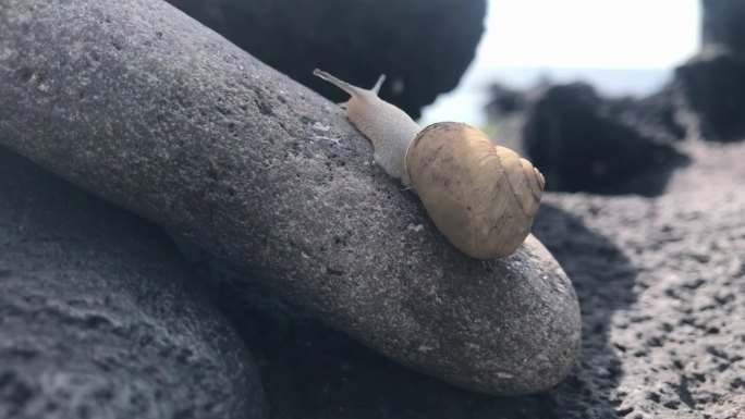 一只小蜗牛在海边的玄武岩上缓慢地移动