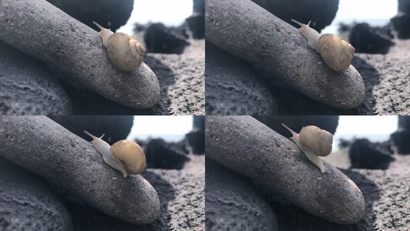 一只小蜗牛在海边的玄武岩上缓慢地移动
