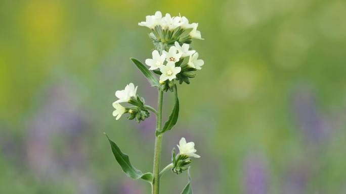 黄菖蒲花