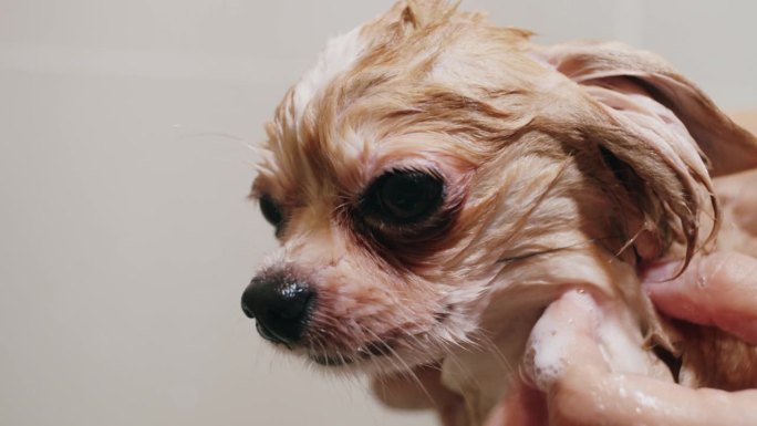 吉娃娃狗在洗澡小狗狗