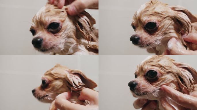 吉娃娃狗在洗澡小狗狗