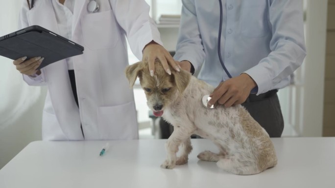亚洲男性兽医戴着防护口罩，女性助理在诊所房间的桌子上用听诊器检查狗，宠物护理和治疗概念
