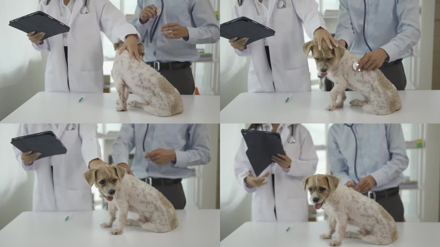亚洲男性兽医戴着防护口罩，女性助理在诊所房间的桌子上用听诊器检查狗，宠物护理和治疗概念