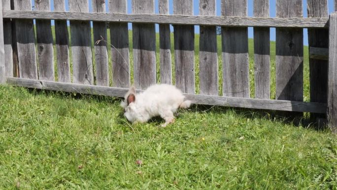 草坪上一只小白兔的近景