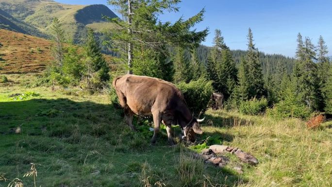 戴铃铛的牛在山上的草地上吃草