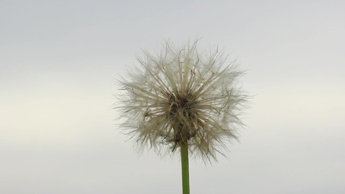 蒲公英的花孢子在风中摇曳