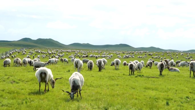 中国四川省若尔盖草原牧场上的一群羊