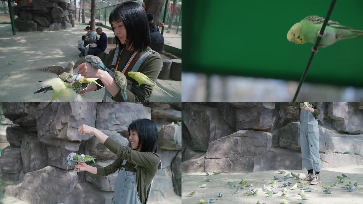 武汉九峰森林动物园鹦鹉谷女生鹦鹉互动玩耍