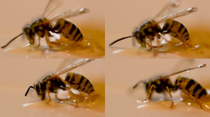 蜜蜂被困在蜜滴里，试图缠住，靠近