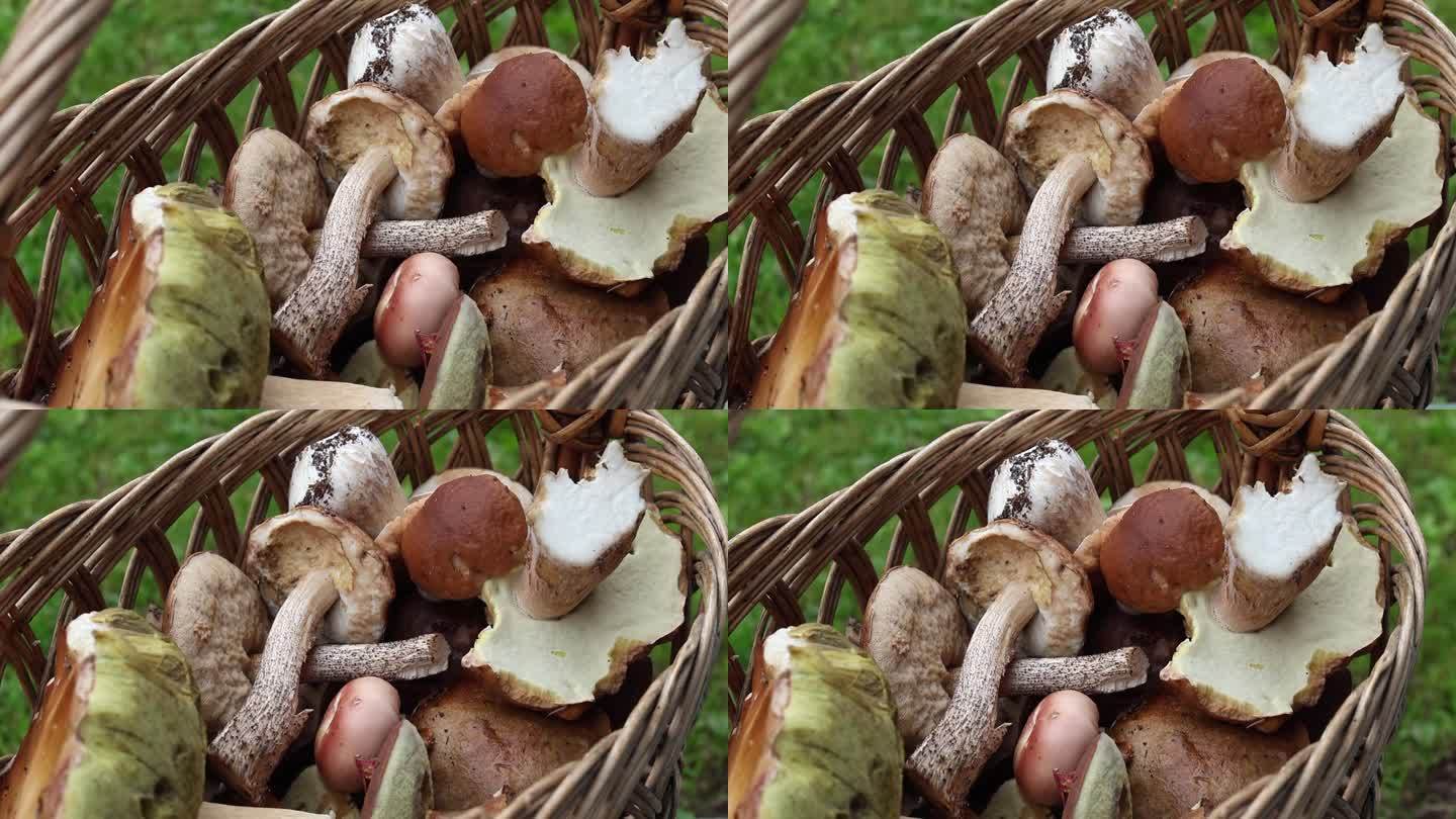 香菇、牛肝菌等在柳条篮子里的绿草地上。柳条篮子和蘑菇。秋天季节的白蘑菇。