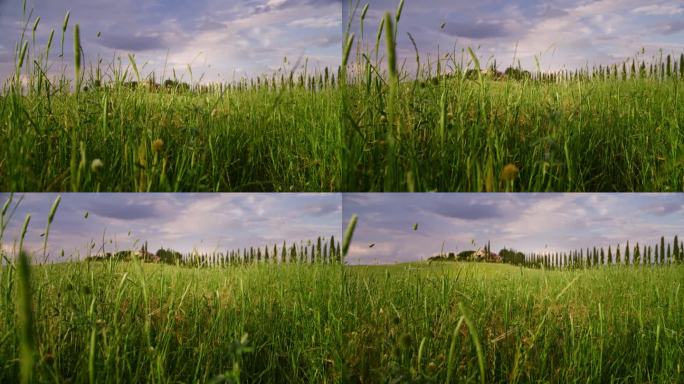 绿色的小麦作物在阳光明媚，田园般的乡村春天，托斯卡纳