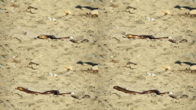 两条大蛇在沙滩上盘绕着，互相撕咬。伪足蛇是一种爬行动物。
