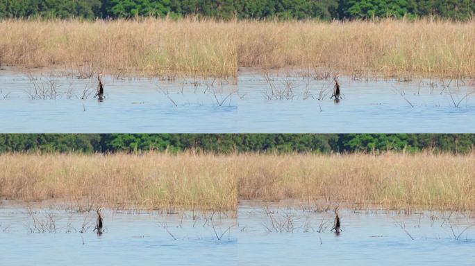 一只东方镖鸟，也被称为蛇鸟，Anhinga，正在用它细长的脖子摆动它的头，等待鱼儿上钩。背景中可以看