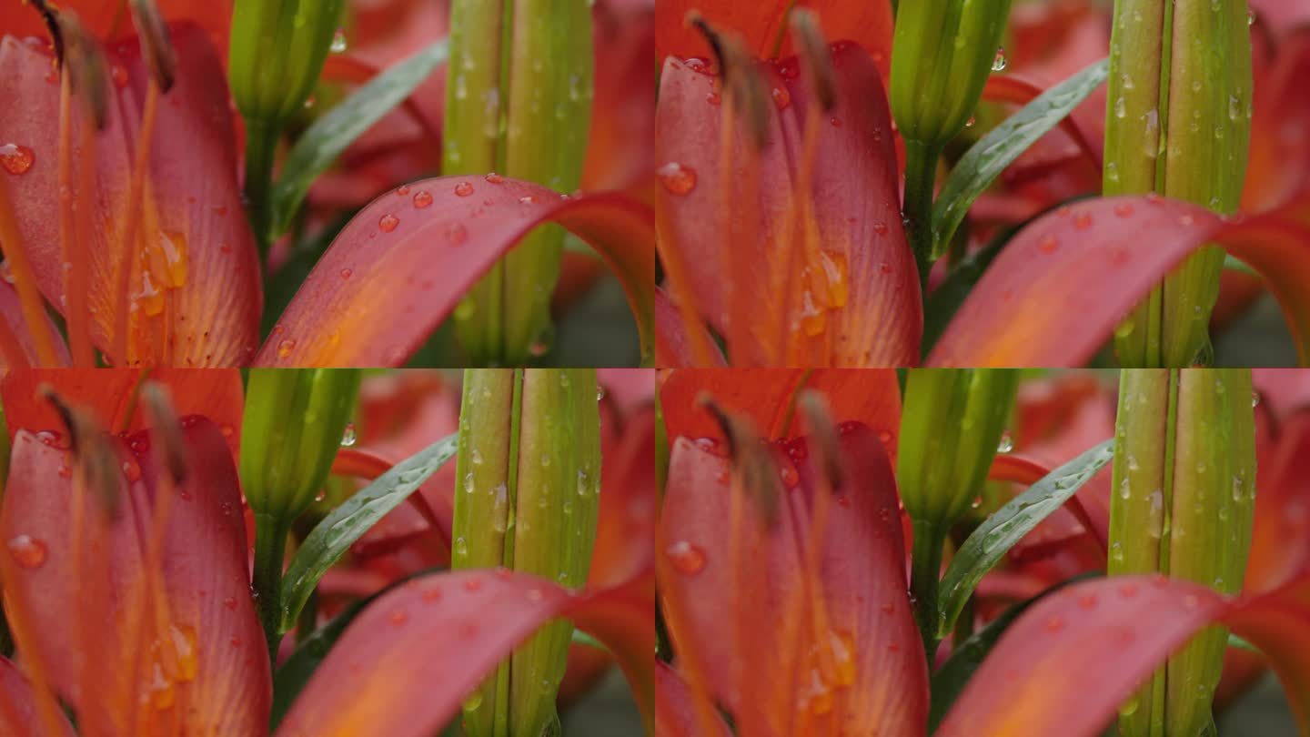 老虎百合与软焦点推和拉，在一个新鲜的雨后拍摄