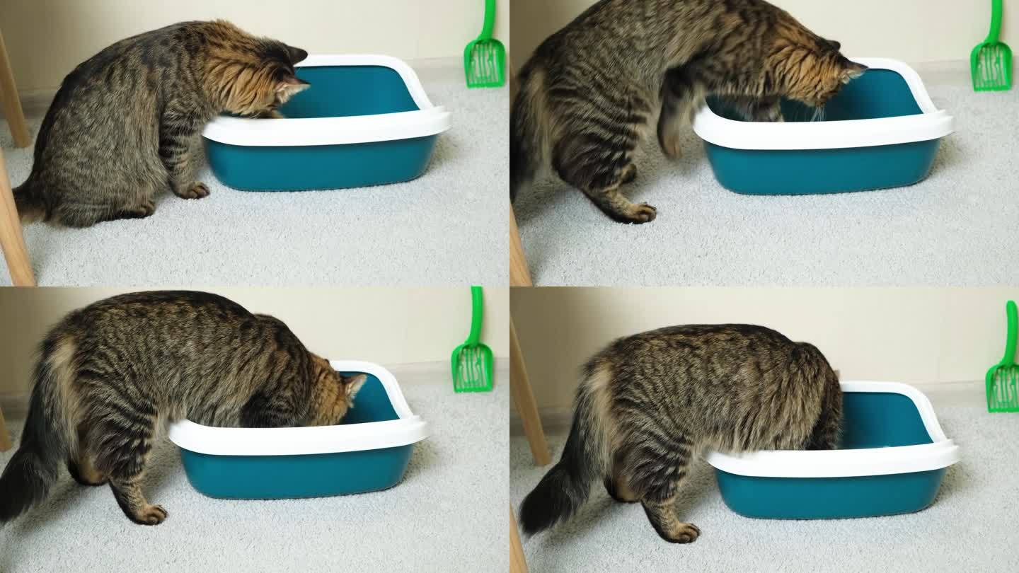 家猫打扫猫砂盒、厕所。